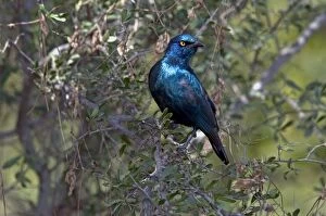 Cape Starling Gallery: Cape Glossy Starling - widespread in western Angola and southern Africa