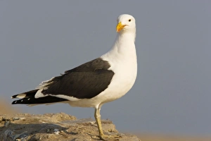 Cape Gulls, a form of Kelp Gull Cape Gulls, a form of Kelp Gull