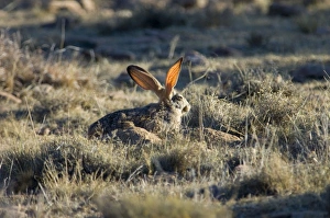 Cape Hare - foraging in open area in early morning. Blood vessels (for thermoregulation Cape Hare - foraging in open area in early morning. Blood vessels (for thermoregulation