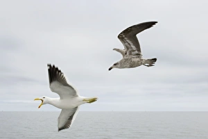 Cape / Kelp Gull - Adult and Juvenile in flight over the ocean Namibian Coast Cape / Kelp Gull - Adult and Juvenile in flight over the ocean Namibian Coast