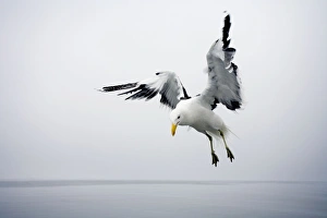 Cape Kelp Gull - Attempting to hover during misty conditions Cape Kelp Gull - Attempting to hover during misty conditions