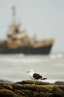 Cape Kelp Gull - with the Kolmanskop ship wreck in the background Cape Kelp Gull - with the Kolmanskop ship wreck in the background