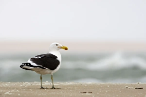 Cape Kelp Gull - standing on a beach covered with wind blown foam Cape Kelp Gull - standing on a beach covered with wind blown foam