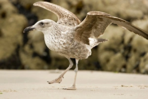 Cape Kelp Gull - Startled juvenile ready to take flight Cape Kelp Gull - Startled juvenile ready to take flight
