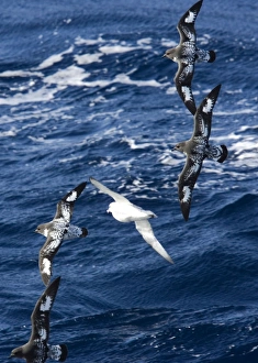 Cape / Painted Petrel - Four fying with Southern Fulmar (Fulmarus glacialoides Cape / Painted Petrel - Four fying with Southern Fulmar (Fulmarus glacialoides