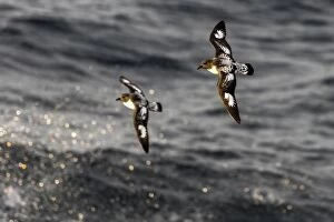 Cape Petrel / Pintado Petrel in flight