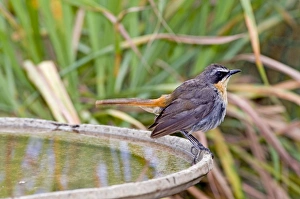 Cape Robin-Chat - at birdbath - southern Africa, less extensively to thee north in Cape Robin-Chat - at birdbath - southern Africa, less extensively to thee north in