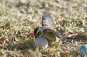 Cape Sparrow - female attempting to incubate a golf ball, behaviour probably triggered by maternal instinct caused by the shape of the ball Cape Sparrow - female attempting to incubate a golf ball, behaviour probably triggered by maternal instinct caused by the shape of the ball