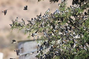 Cape Sparrows - Congregating on tree branches prior to flying down to waterhole Cape Sparrows - Congregating on tree branches prior to flying down to waterhole