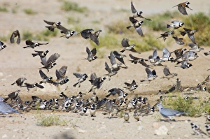 Cape Sparrows - Flock flying up in unison from waterhole Cape Sparrows - Flock flying up in unison from waterhole