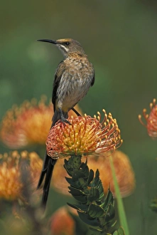 Cape Sugarbird - Male on Pincushion (Laucospermum spp.) Cape Sugarbird - Male on Pincushion (Laucospermum spp.)