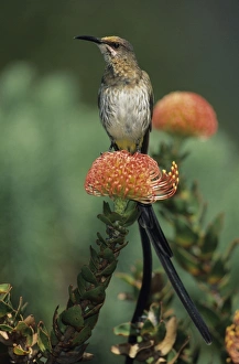 Cape Sugarbird - Male on Pincushion Flower (Laucospermum spp.) Cape Sugarbird - Male on Pincushion Flower (Laucospermum spp.)