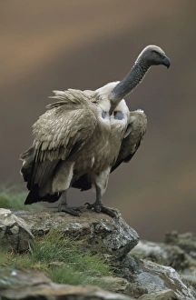 Cape Vulture - Perched on rock Cape Vulture - Perched on rock