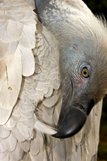 Cape Vulture - Preening its feathers Cape Vulture - Preening its feathers