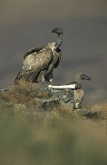 Cape Vulture - With skeleton bone Cape Vulture - With skeleton bone