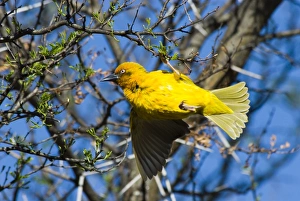 Cape Weaver displaying on branch Cape Weaver displaying on branch