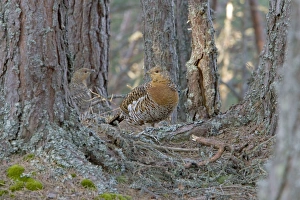 Capercaillie - Hens in old Caledonian pine Forest Capercaillie - Hens in old Caledonian pine Forest