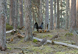 Capercaillie - male & Hens Displaying On Lek in old Caledonian pine forest Capercaillie - male & Hens Displaying On Lek in old Caledonian pine forest