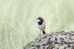 Capped Wheatear - On termite mound Capped Wheatear - On termite mound