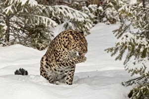 Captive Amur Leopard in winter, Panthera pardus