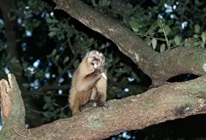Primate Photography Prints: Capuchin Monkey