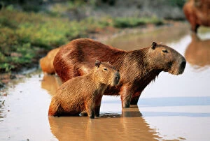 South America Collection: Capybara FG 9573 Mother and young, S. America, Venezuela Hydrochaeris hydrochaeris © Francois