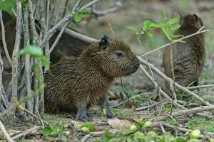 Capybara, juvenile, Pantanal Wetlands, Mato Grosso, Brazil