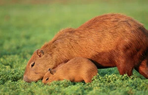CAPYBARA - Mother and baby grazing