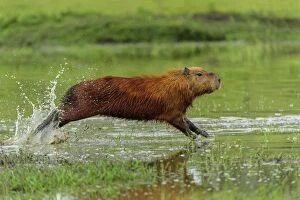Images Dated 22nd September 2009: Capybara, running, Pantanal Wetlands, Mato Grosso, Brazil