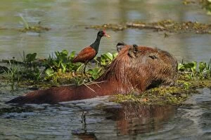 Capybara, Wattled Jacana on the back, Pantanal Wetlands