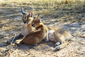 Caracal / African Lynx / Persian Lynx - female & young Caracal / African Lynx / Persian Lynx - female & young