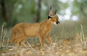 Caracal / African Lynx / Persian Lynx - juvenile Caracal / African Lynx / Persian Lynx - juvenile