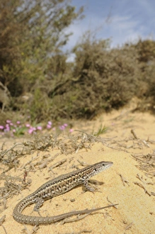 Carbonells Wall Lizard - female - in habitats Carbonells Wall Lizard - female - in habitats