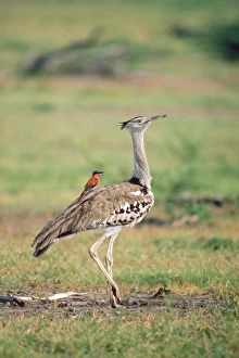 Carmine Bee-eater - using Bustard as perch, hawking insects Carmine Bee-eater - using Bustard as perch, hawking insects