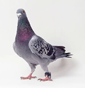 Images Dated 5th October 2004: Carrier Pigeon