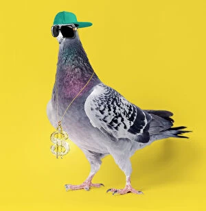 Medallion Gallery: Carrier Pigeon, wearing sunglasses hat and gold