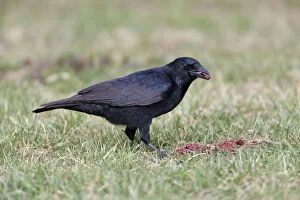 Images Dated 27th March 2011: Carrion Crow - feeding on carrion
