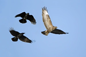 Carrion Crows mobbing Buzzard (Buteo buteo) - aerial attack Carrion Crows mobbing Buzzard (Buteo buteo) - aerial attack