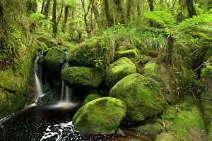South Island Gallery: cascade in rainforest - small waterfall and brook meandering through lush moss