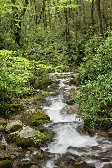 Verdant Gallery: Cascading mountain stream, Great Smoky Mountains