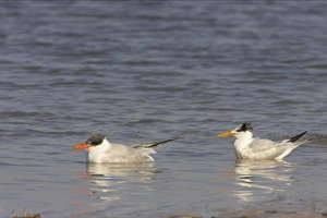Caspian Tern & Royal tern (Sterna maxima) in water Caspian Tern & Royal tern (Sterna maxima) in water
