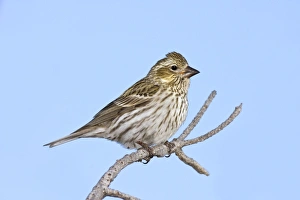 Cassins Finch - female in winter Cassins Finch - female in winter