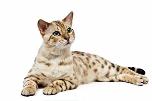 Cat - 1 year old Bengal Seal Mink Snow
