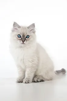 CAT - 10 week old ragdoll kitten CAT - 10 week old ragdoll kitten