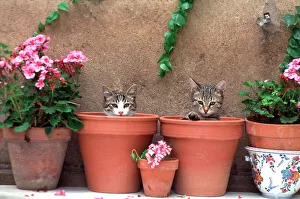 CAT - 2 Kittens in flowerpots, by geraniums CAT - 2 Kittens in flowerpots, by geraniums