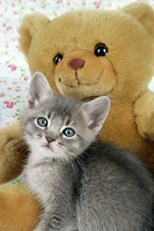 Cat - 6 week old Somali cross Asian kitten with teddy bear Cat - 6 week old Somali cross Asian kitten with teddy bear