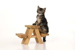 CAT. 7 weeks old tabby kitten, on picnic bench, studio, white background Date: 18-03-2019 CAT. 7 weeks old tabby kitten, on picnic bench, studio, white background Date: 18-03-2019