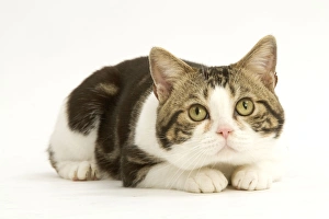 Cat - American shorthair white brown tabby Cat - American shorthair white brown tabby