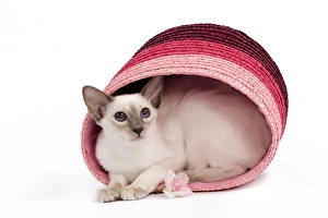Cat - Balinese - Kitten curled up in pink basket Cat - Balinese - Kitten curled up in pink basket