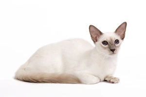 Cat - Balinese - Kitten lying down Cat - Balinese - Kitten lying down